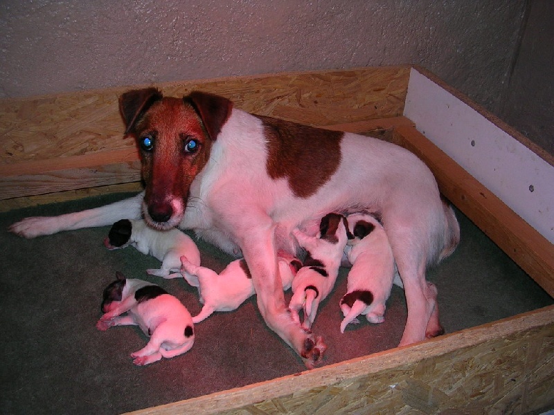 du domaine de parbeau - Fox Terrier Poil lisse - Portée née le 07/12/2008