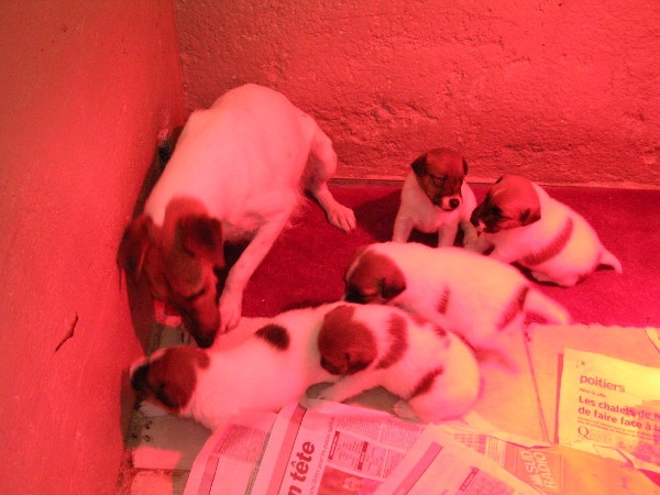 du domaine de parbeau - Fox Terrier Poil lisse - Portée née le 19/12/2008