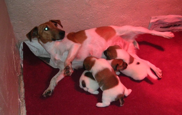du domaine de parbeau - Fox Terrier Poil lisse - Portée née le 23/12/2008