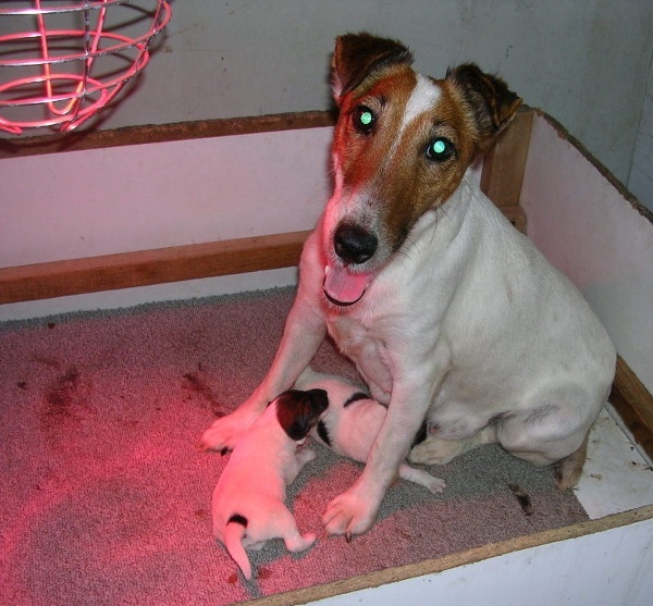 du domaine de parbeau - Fox Terrier Poil lisse - Portée née le 19/08/2009