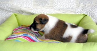 du domaine de parbeau - Fox Terrier Poil lisse - Portée née le 18/02/2009