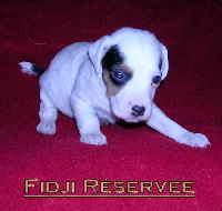 Fidji