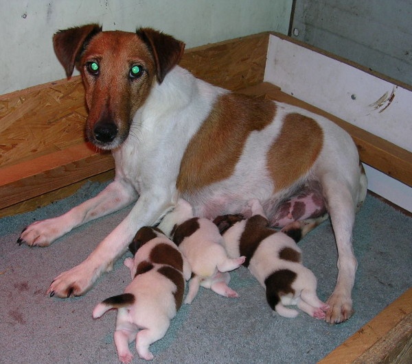 du domaine de parbeau - Fox Terrier Poil lisse - Portée née le 21/08/2009