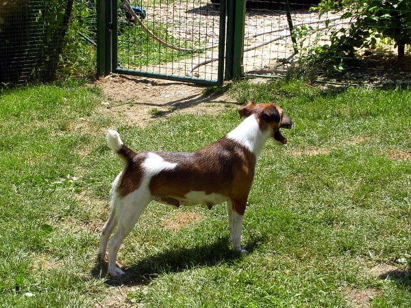 du domaine de parbeau - Fox Terrier Poil lisse - Portée née le 27/04/2009
