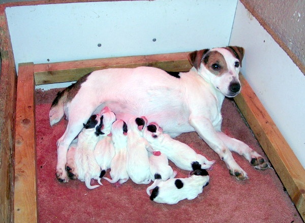 du domaine de parbeau - Jack Russell Terrier - Portée née le 13/01/2010