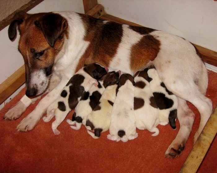 du domaine de parbeau - Fox Terrier Poil lisse - Portée née le 15/02/2010