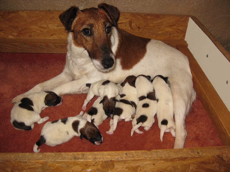 du domaine de parbeau - Fox Terrier Poil lisse - Portée née le 03/02/2010