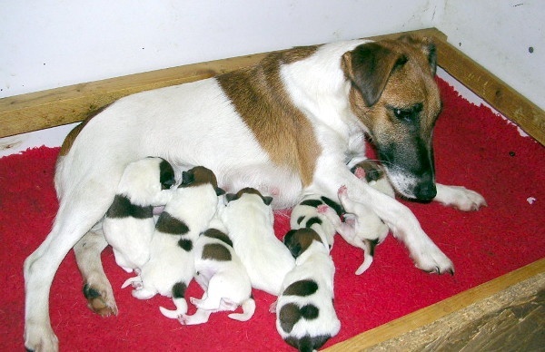 du domaine de parbeau - Fox Terrier Poil lisse - Portée née le 17/11/2009