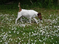 Valentine du domaine de parbeau