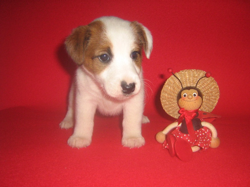 du domaine de parbeau - Fox Terrier Poil lisse - Portée née le 15/12/2008